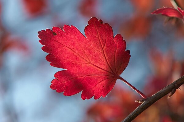 Macro photo of an autumn leaflet