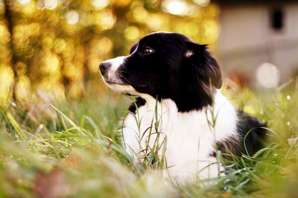 Chien noir et blanc dans l herbe verte