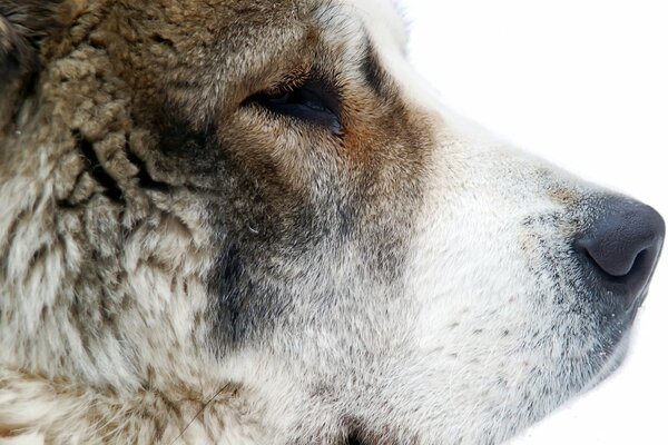 Smart Muzzle of a Central Asian Shepherd dog