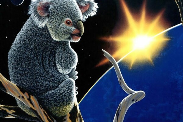 Koala est assis sur une branche et regarde le soleil