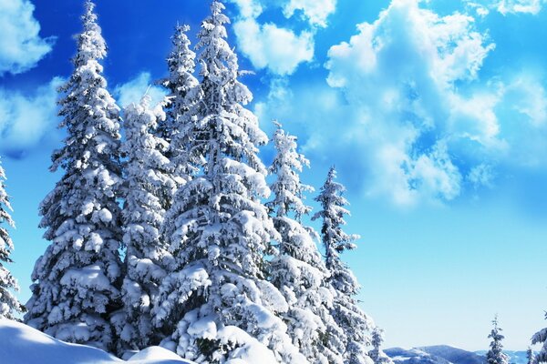 Altos abetos cubiertos de nieve y cúmulos de nubes