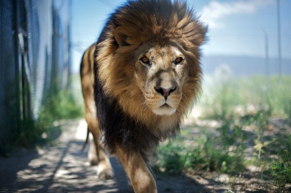 Un León increíblemente hermoso en movimiento