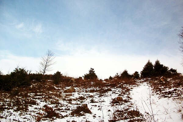 Foresta di alberi di Natale su una collina in inverno