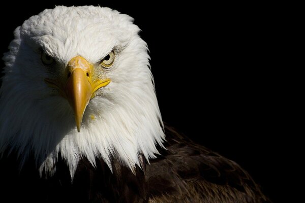 Regard sévère de l aigle sur fond noir