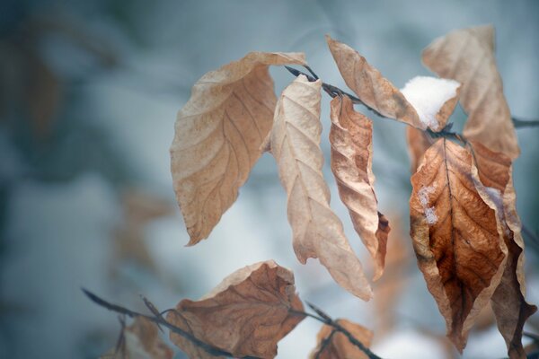 Feuilles d arbres fanées d automne