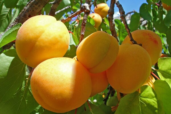 Large apricots on a branch with leaves