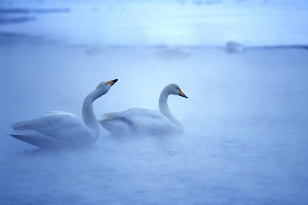 En el mundo animal. Cisnes blancos como la nieve