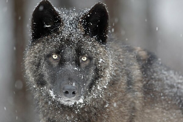 Schwarzer Wolf im Schnee in der Natur