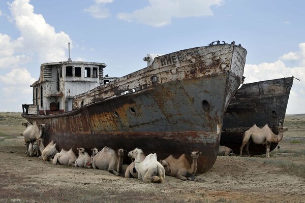 Descanso de camellos bajo un barco abandonado