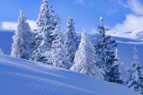 Pente d hiver avec des sapins moelleux