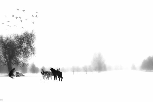 A pack of wolves in winter and a white veil