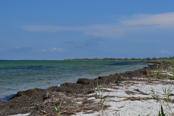 Seashore with small vegetation