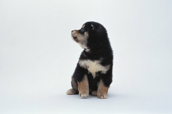 A pretty puppy on a white background