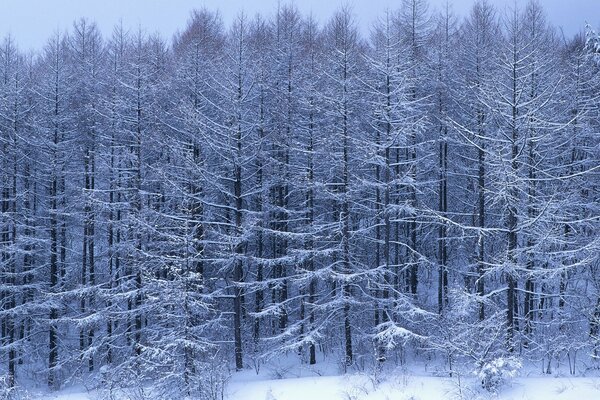 Winter coniferous forest in inii