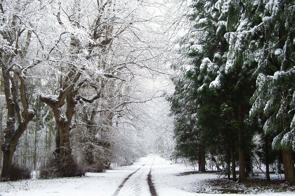 Camino de invierno cubierto de nieve en el bosque