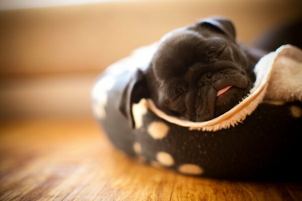 Pequeño cachorro de Pug negro durmiendo