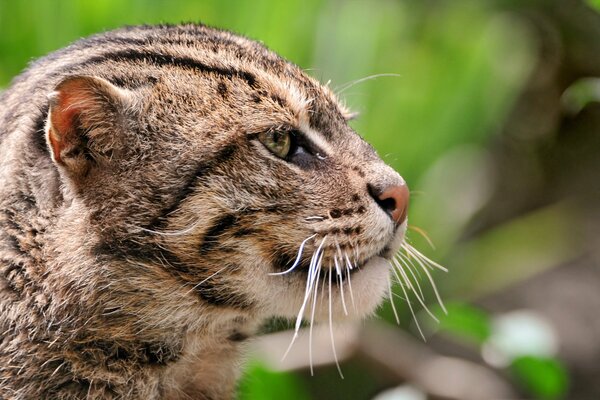 The big muzzle of a reed cat