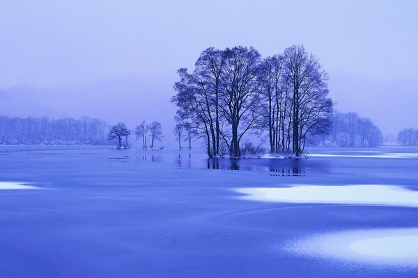 Thaw in winter. Beautiful trees