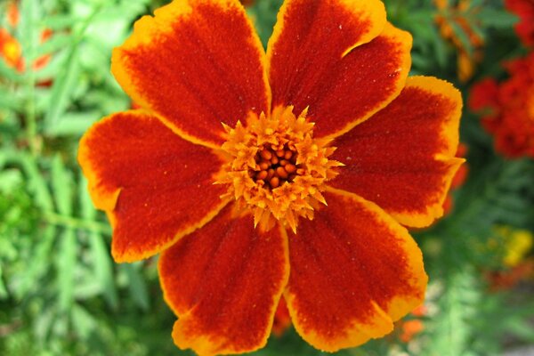 Macro shooting of a variegated flower