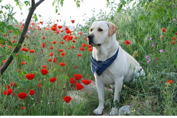 Labrador blanco sobre fondo de amapolas rojas