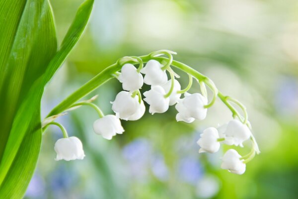 Delicate blooming summer lilies of the valley