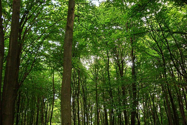 Grüne Bäume im Wald