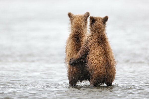 The world of animals. And bears know how to love