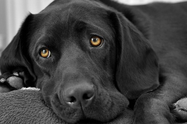 Schwarzer Hund mit traurigem Blick