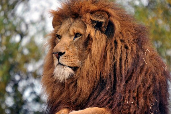 The king of beasts, inspecting his possessions