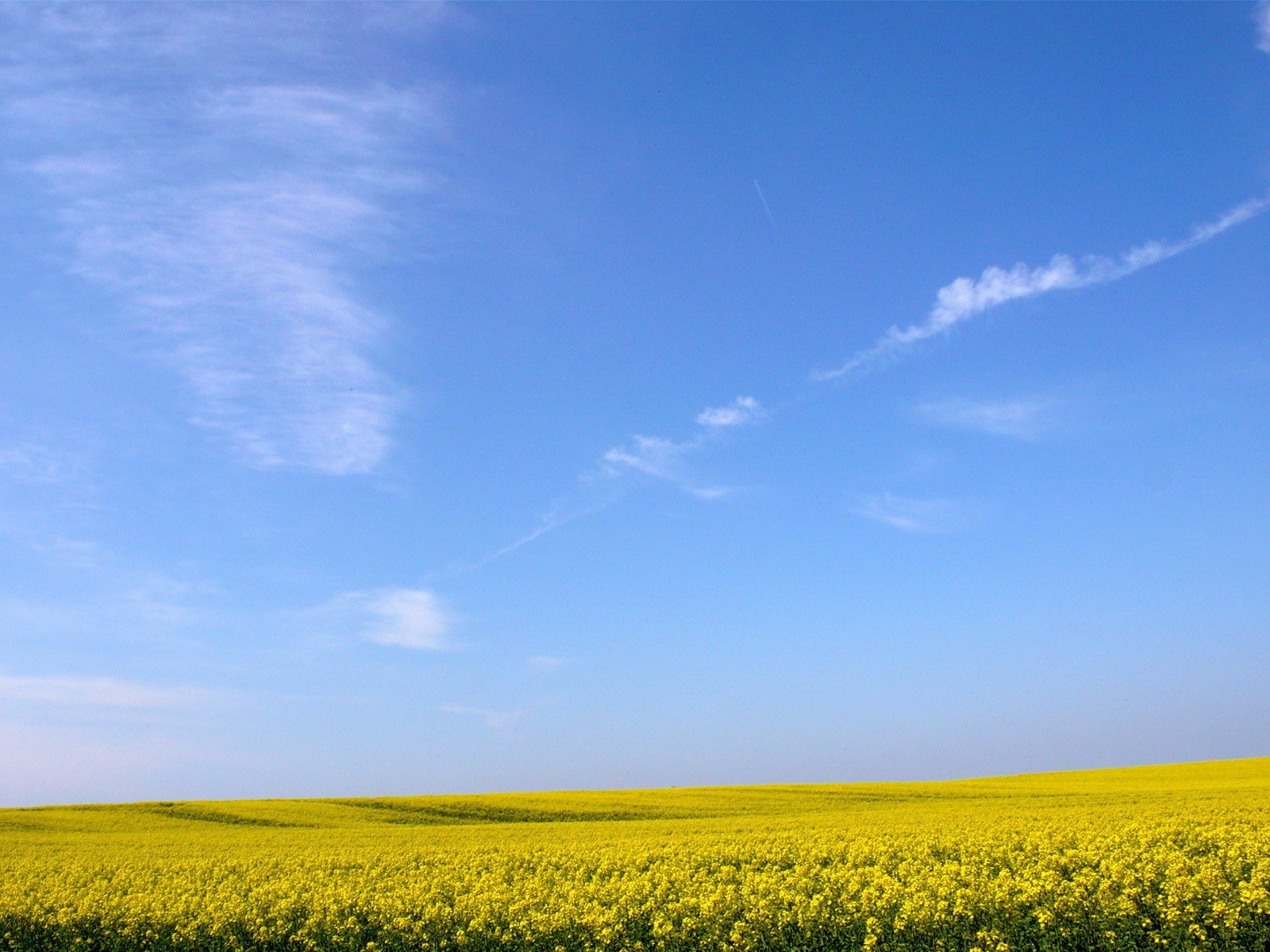 gelb feld blumen himmel