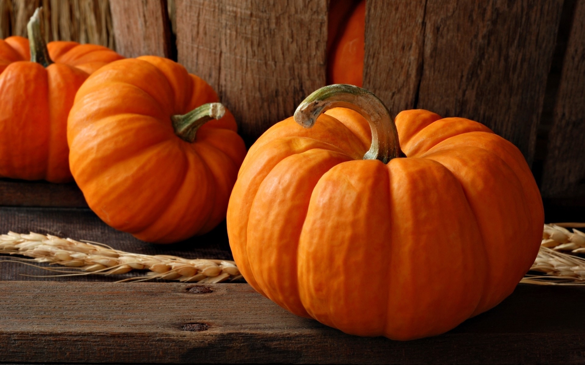 żniwa natura halloween dynie makro jesień święta