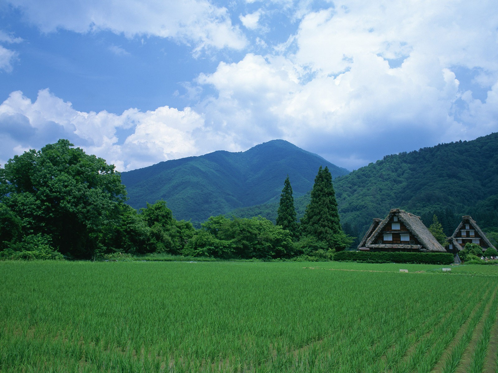 japón campo casas