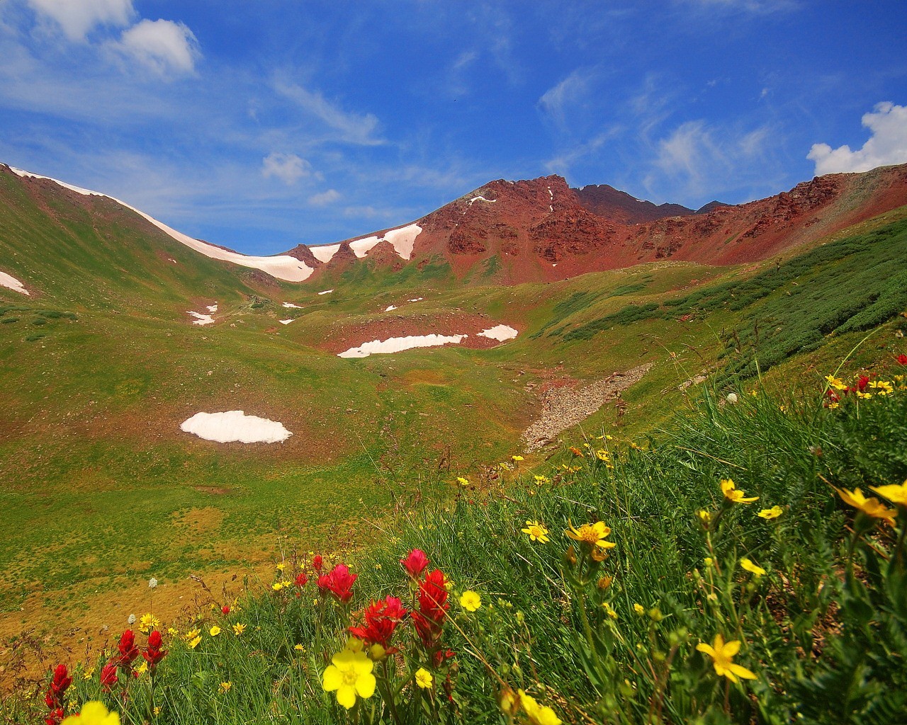 mountain flower grass summer