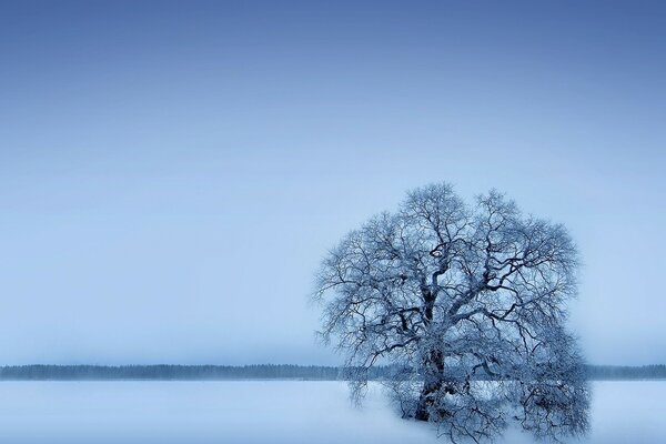 Baum im Schnee bei Sonnenaufgang