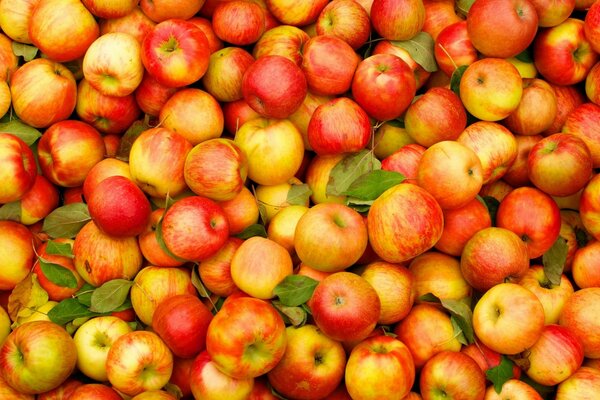 Harvest of autumn sweet apples