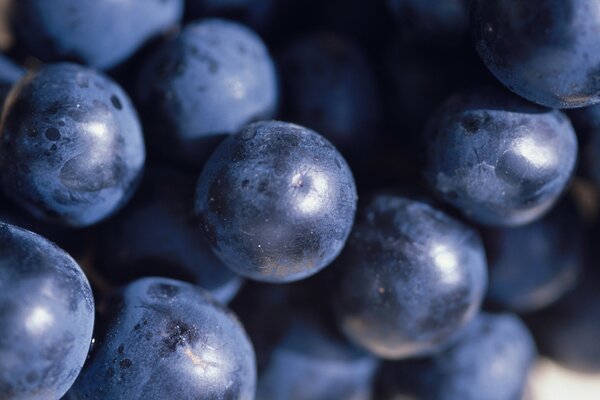 Große Traubenbeeren sind blau