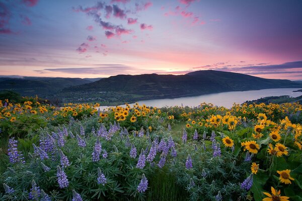 Wildflowers sunset field