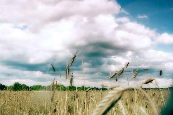 Nuvole lussureggianti sopra il campo del colosistema