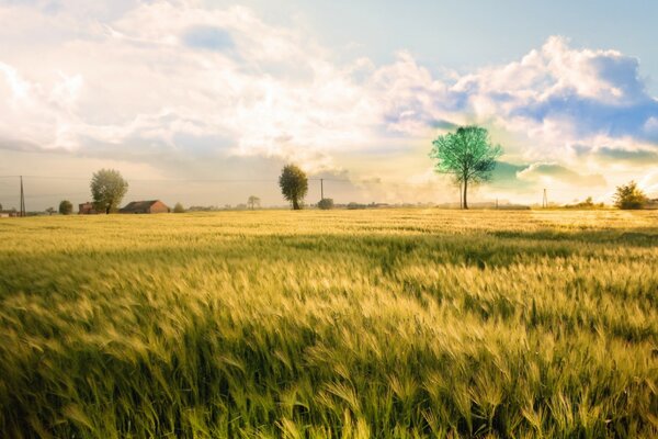 Hellgrüner Baum im Feld