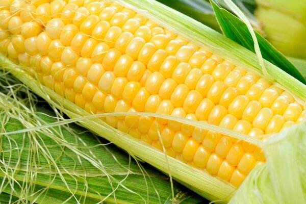 Ripe corn cob, unpeeled