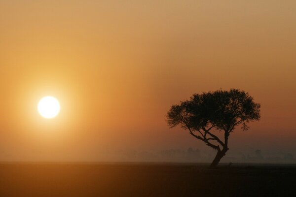 Árbol bajo el sol en la niebla