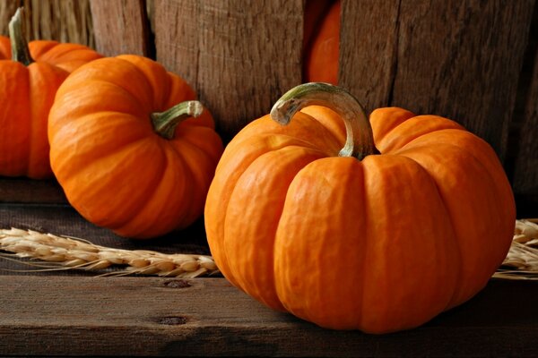 Calabazas de Halloween. Grandes y otoñales