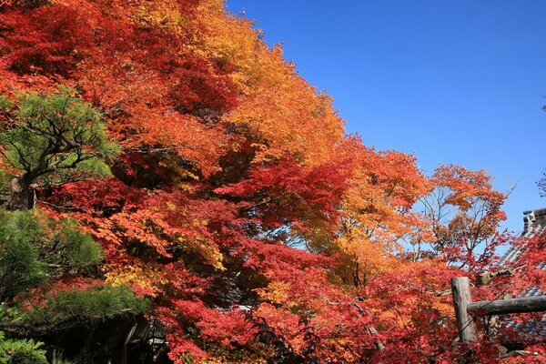 Autumn forest with red leaves