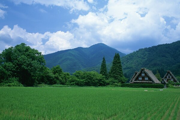 Giapponese doshiki in campo