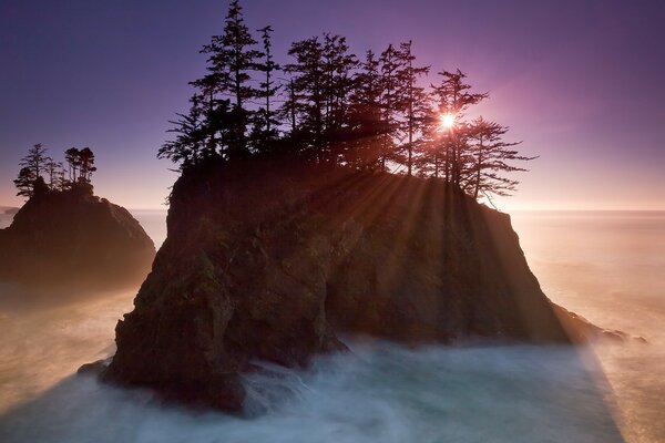 Trees on a rock sun fog