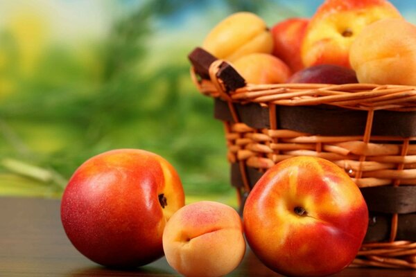 Basket with apricots, nectarines and peaches