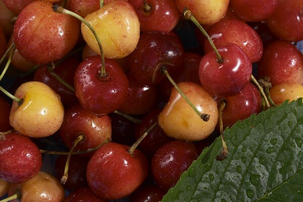 Gewaschene frische weiße und rote Kirschen