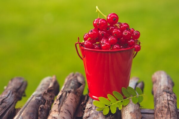 Red currants in a bucket