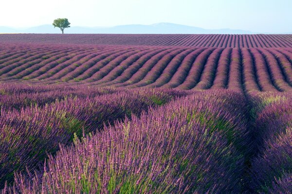 Windows 7 campo de lavanda