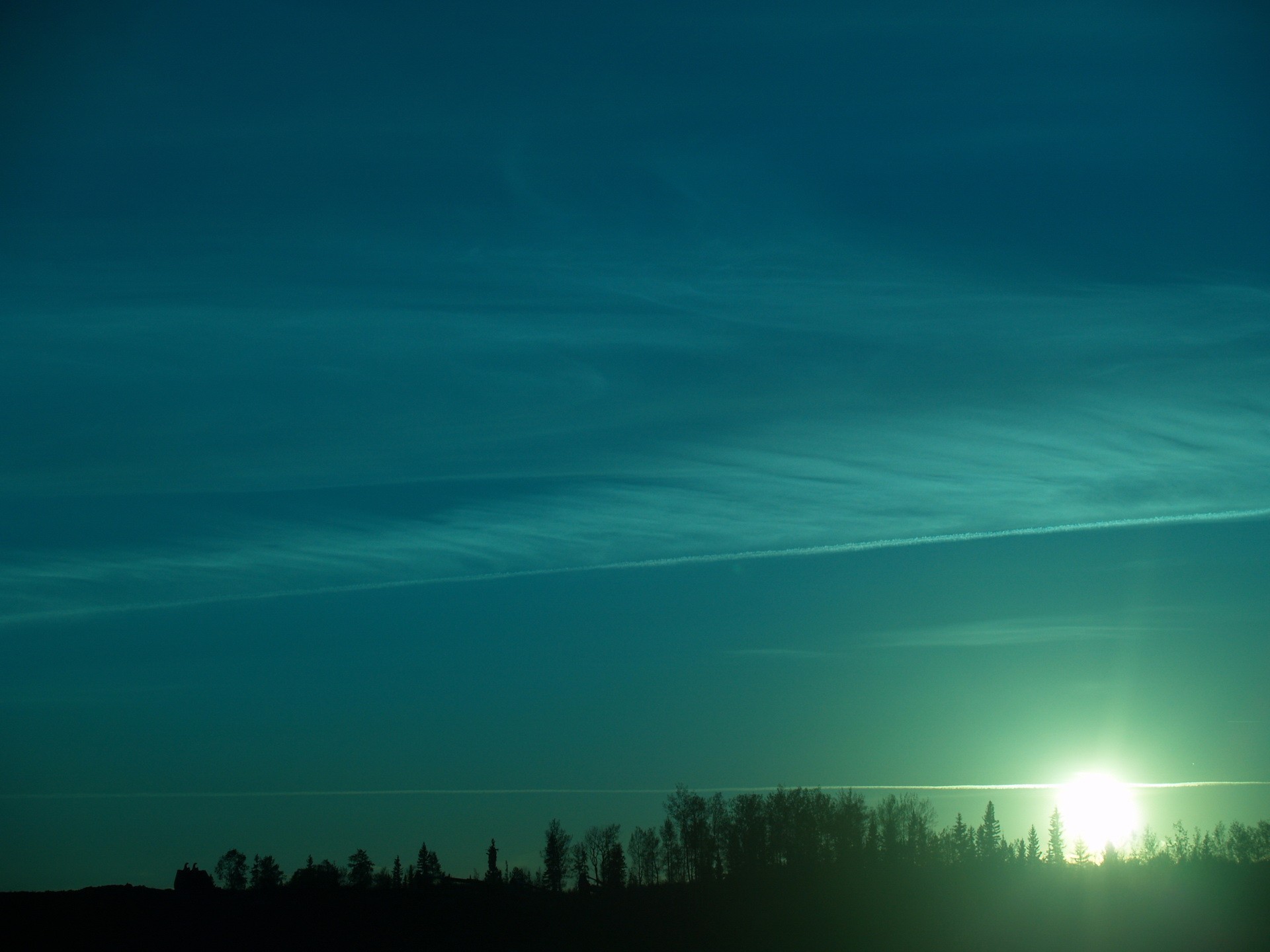 alberi sole verde